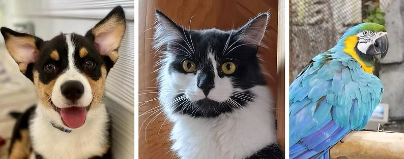 Fur Real Animal Portraits